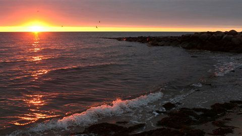 Las playas de Nantucket son conocidas por albergar todo tipo de fauna marina.