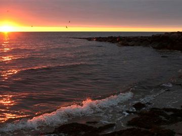 Las playas de Nantucket son conocidas por albergar todo tipo de fauna marina.