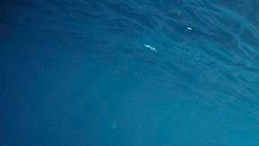 El pez espada es uno de los más veloces del oceáno, en la exhibición Construidos para la Velocidad podrás saber más sobre ellos.