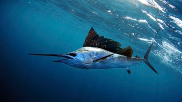 El pez espada es uno de los más veloces del oceáno, en la exhibición Construidos para la Velocidad podrás saber más sobre ellos.