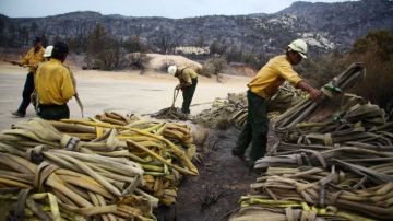 El Departamento Forestal federal desplegó unos tres mil bomberos para controlar el siniestro.