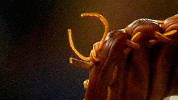 Aún no hay nada confirmado.