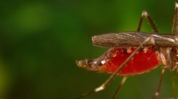 Esta enfermedad se transmite principalmente por mosquitos.