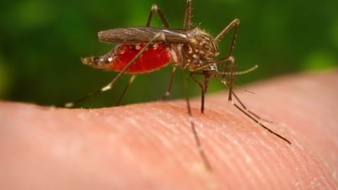 Esta enfermedad se transmite principalmente por mosquitos.
