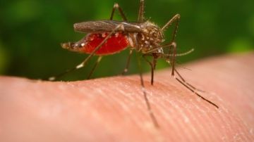 Esta enfermedad se transmite principalmente por mosquitos.