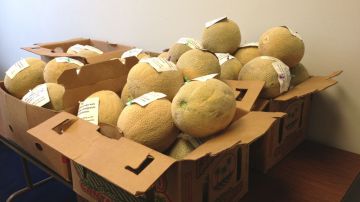 Los melones fueron repartidos entre 224 legisladores, como una forma de protesta.