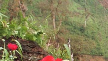 Sembradío en las montañas colombianas.