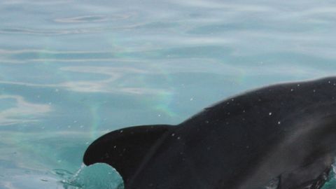 Los delfines tienen la mayor capacidad para almacenar recuerdos después de los humanos.