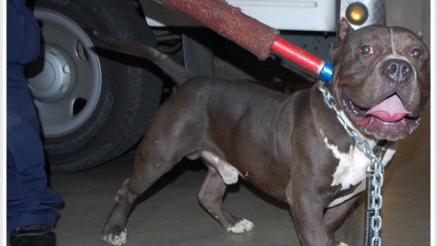 Uno de los perros que participó en el ataque.