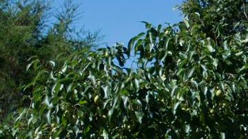Obama en su conferencia desde Martha's Vineyard.