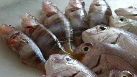 La cantidad diaria de proteínas recomendada, depende de la edad, el sexo, la salud y la actividad física de cada persona.