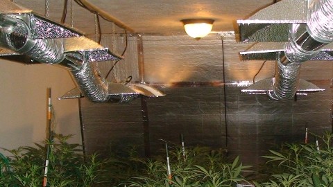 Cultivo de la marihuana. Hasta ahora, 20 entidades y el Distrito de Columbia han  permitido su consumo médico.