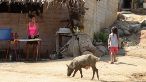 Las ausencias de quienes se fueron a EEUU si bien parecieran necesarias, duelen a la mayoría de habitantes de Dos Arroyos, quienes cada fin de semana esperan sus llamadas y el afecto enviado en las remesas.
