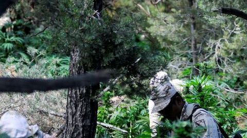 El gobierno espera obtener 1 tonelada por hectárea.
