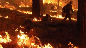 Un bombero se aleja de un cortafuegos creado en el flanco sur del incendio forestal en el borde sur del Parque Yosemite en California.