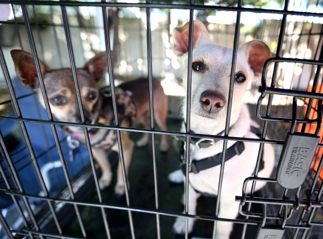 Varios cachorros  estuvieron disponibles para adopción durante el Primer Día Anual 'Adopta a una Mascota' celebrado ayer en Eagle Rock.