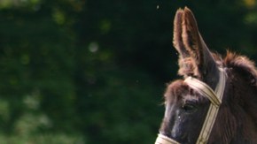 Los burros somos el emblema del Partido Demócrata norteamericano.