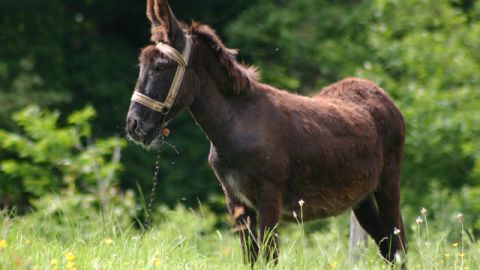 Los burros somos el emblema del Partido Demócrata norteamericano.