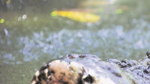 Los cocodrilos miden entre 0.5 a 3 metros de largo.