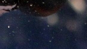 La 'Zorrita' dio una buena lección de boxeo en Sinaloa.