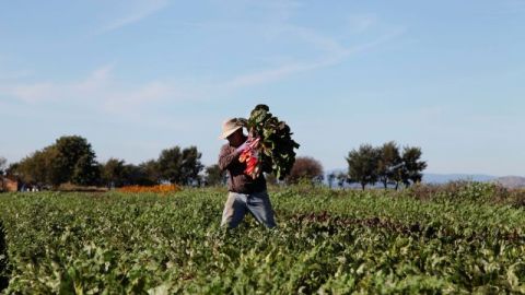 Uno de cada 10 trabajadores en California es un inmigrante indocumentado, revela un estudio.