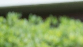 Jorge Vergara, dueño de las Chivas del Guadalajara