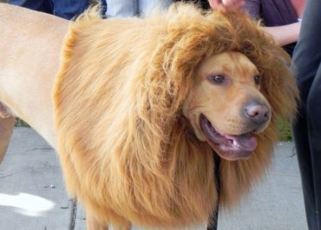 Halloween también es para las mascotas - La Opinión Halloween también es para las mascotas - La Opinión