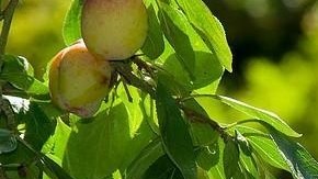 Es importante saber qué comida se debe comer con el paso de los años.