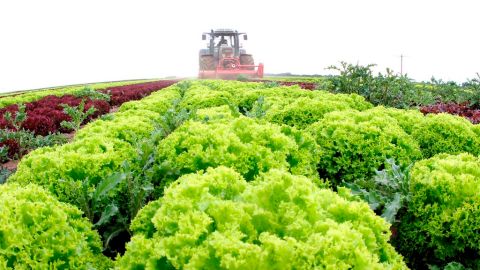 El Departamento de Agricultura indicó que los productos para ensaladas fueron producidos en California.