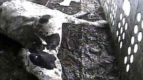 Imagen de archivo de un video tomado por la Humane Society en la empacadora de carne Hallmark Meat Packing Company de Chino.