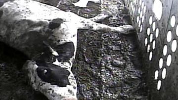 Imagen de archivo de un video tomado por la Humane Society en la empacadora de carne Hallmark Meat Packing Company de Chino.
