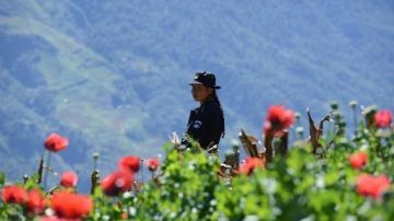 Una mujer policía monta guardia durante un operativo para destruir una plantación de amapolas en la población de 11 de mayo, en Guatemala,  cerca de la frontera con México.