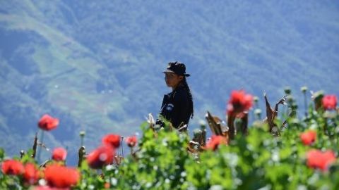 Una mujer policía monta guardia durante un operativo para destruir una plantación de amapolas en la población de 11 de mayo, en Guatemala, cerca de la frontera con México.