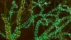 Disfruta de música, luces, actividades para los niños y una pista de hielo para patinar en los zoológicos.