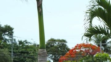 Los tres policías heridos de bala fueron trasladados de emergencia al hospital Jackson Memorial de Miami.