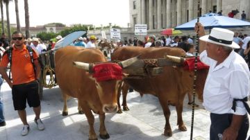 Ganaderos de Puerto Rico protestan por la caída de los márgenes de beneficio en el sector lácteo.