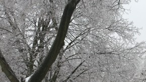Ramas caídas obstaculizan el paso por una calle  en Toronto (Canadá). Algo similar ocurrió en ciudades de EEUU.
