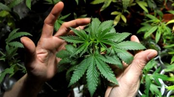 Estados como Illinois iniciarán venta de marihuana medicinal en 2014.