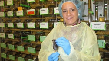 La bióloga Teresa Arias realiza estudios cardíacos con roedores en el hospital Mount Sinai.