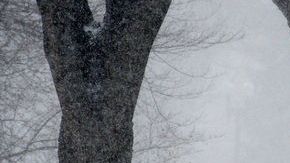 Se espera que la nieve llegue hasta las 3 pulgadas.