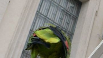 El papa Francisco sostuvo el ave a cuatro días de que palomas del Vaticano fueran atacadas por una gaviota y un cuervo.