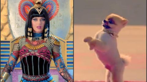 El perro de raza pomerania sale de la escena del video de Dark Horse a dos patas, cuando Perry se lo pide.