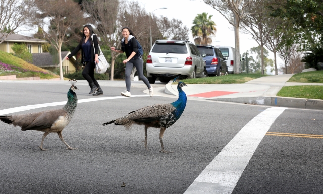 Un par de pavos reales comparten un cruce de calle en la ciudad de Arcadia con otras dos residentes humanas.