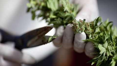 Actualmente, 29 estados y el Distrito de Columbia permiten el uso de marihuana con fines medicinales.
