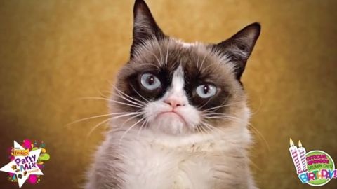 Grumpy Cat tiene casi 200,000 seguidores en Twitter.