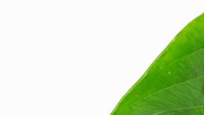 La soya proporciona muchos beneficios para la salud y para la piel.