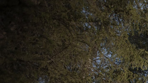 La estadía para dos personas por noche en el Bird's Nest cuesta 4,400 coronas suecas (aproximadamente, $640).