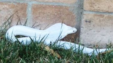 Autoridades alertan a los vecinos de Thousand Oaks sobre una cobra venenosa perdida en el vecindario.