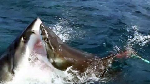El tiburón pequeño no ha sido visto nuevamente desde este incidente.