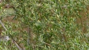 Un total de 68.541 menores fueron detenidos mientras intentaban cruzar la frontera este año.